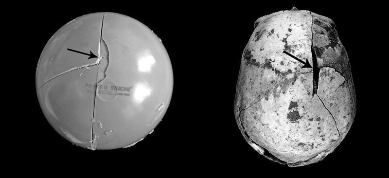 At left the model, and at right an actual human skull. The similarities are striking. (Image: Meaghan Dyer)